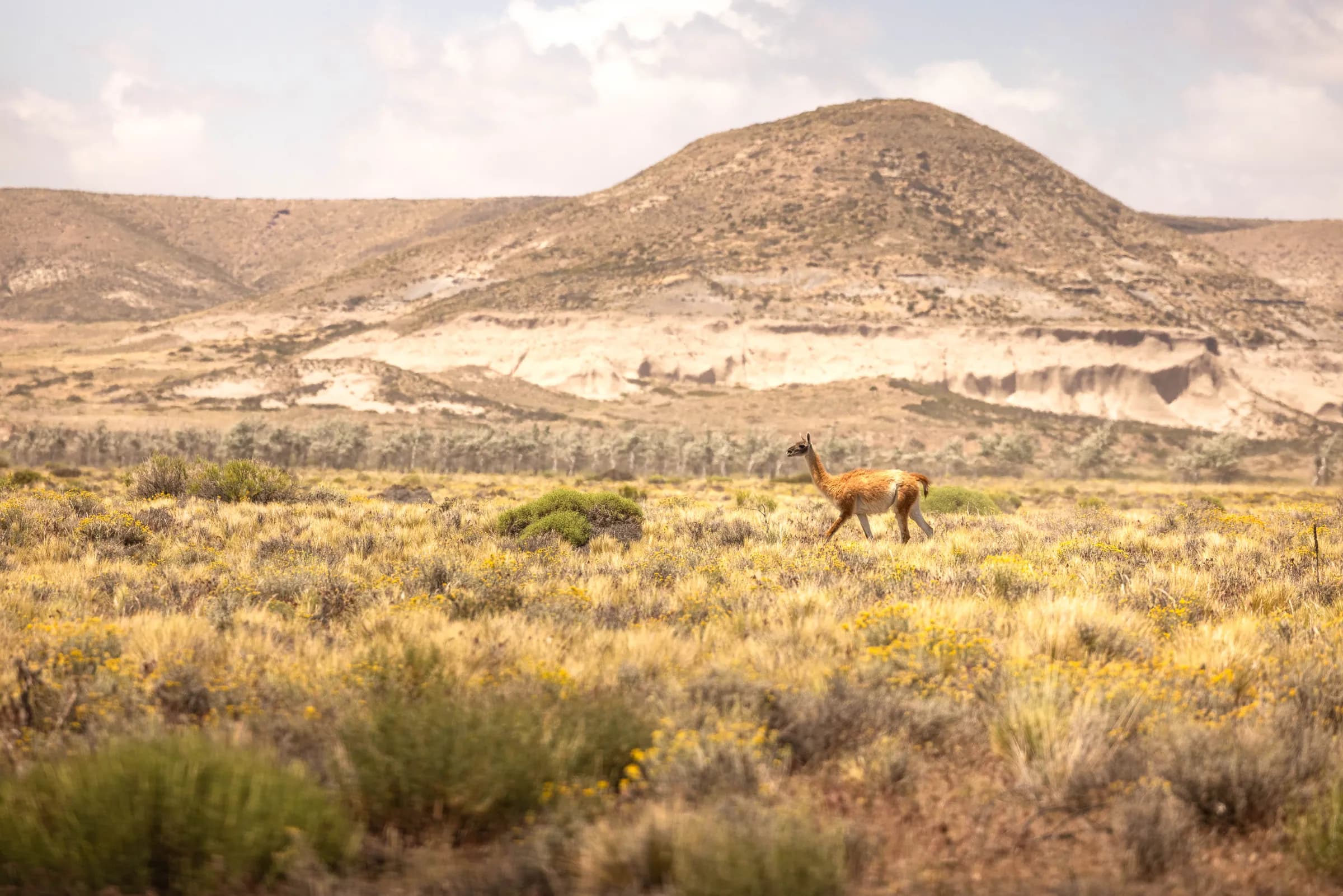 Un guanaco frente a un cerro