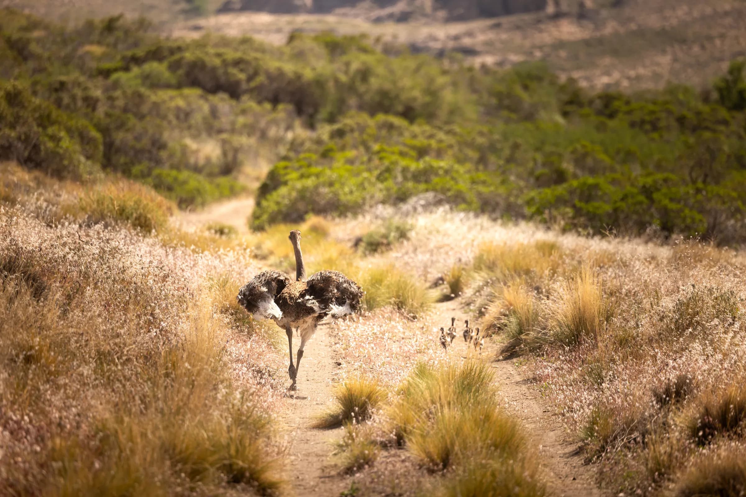 Un ñandú en el sendero